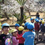 わかさ公園に桜が咲きました。