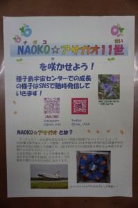 NAOKO☆あさがお１１世